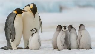 IUCN Red List Update: Emperor Penguin and Antarctic Fur Seal Listed as Endangered